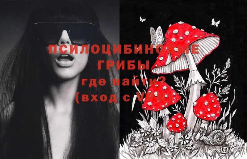 закладка  Серов  Галлюциногенные грибы Psilocybine cubensis 